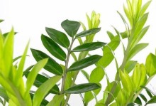 竹柏病虫害防治措施（保护竹柏健康生长，有效应对病虫害威胁）