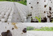 探秘木耳生长环境与特点（从土壤、气候到生长周期，全面了解木耳生长繁殖）
