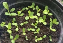 生菜的种植方法和时间（如何在家种植新鲜生菜？种植技巧与注意事项）