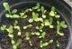 生菜的种植方法和时间（如何在家种植新鲜生菜？种植技巧与注意事项）