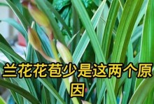 兰花的花期及生长习性探秘（如何延长兰花花期并让其健康生长）