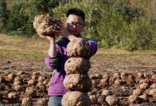 魔芋种球保存与种植时间（保存方法、种植时间及注意事项）