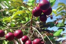 探秘桂圆开花季节（了解桂圆的生长周期与繁殖特性）