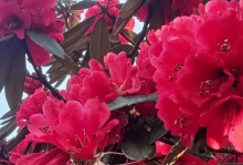 映山红花的泡水喝法（探索映山红花的营养与健康价值）