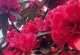 映山红花的泡水喝法（探索映山红花的营养与健康价值）
