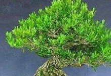 珍珠黄杨的养殖与护理技巧（掌握养殖技巧，打造健康繁茂的珍珠黄杨园林）