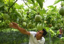 百香果的采摘与收获季节（了解百香果生长规律，掌握采摘要点，享受收获乐趣）