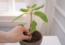 聚财树的枝插扦繁殖方法（轻松掌握聚财树的繁殖技巧，让财运不断盛开）