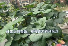 家里养草莓没有肥料怎么办？（提供可替代肥料的家庭物品，轻松解决草莓养殖难题！）