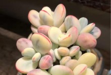 如何让乒乓福娘出锦？（探究条件和方法，提升出锦概率）