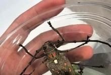 怎样养野天牛？（野天牛养殖技巧与注意事项）