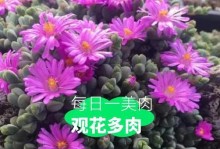 碧玉花的养殖方法（打造美丽花园的关键，让碧玉花绽放鲜艳）