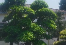 湖南适宜种植的树种（探究湖南地区适宜种植的树种及其特点）