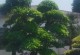 湖南适宜种植的树种（探究湖南地区适宜种植的树种及其特点）