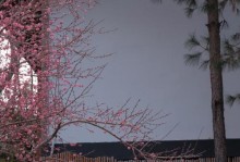 梅花如何培养？这些关键技巧让你的梅花更旺盛！（梅花养护技巧大揭秘，让你的花开得更茂盛！）