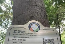 红豆种植指南（以红豆为主题的种植方法和技巧）