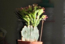 如何促使嫁接蟹爪兰开花（掌握关键技巧，让蟹爪兰绽放芬芳）