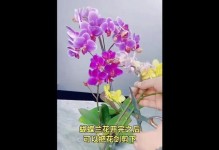 蝴蝶兰花剑的玩法与技巧（探索蝴蝶兰花剑的独特魅力与乐趣）