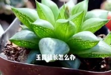 从玉露徒长到处理——植物修剪的艺术（探索玉露植物修剪的技巧和要点）