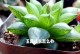 从玉露徒长到处理——植物修剪的艺术（探索玉露植物修剪的技巧和要点）