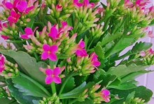长寿花开花更美的秘密（白糖水浇灌，让长寿花更生机勃勃）