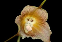 种植猴面兰的秘诀（从种子到绽放，打造独特花园）