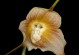种植猴面兰的秘诀（从种子到绽放，打造独特花园）