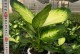 万年青花卉养殖指南（了解万年青的关键养殖技巧，打造美丽花园）