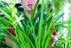 如何养护兰花，让其开花如锦绣（全面解析兰花养护的技巧与方法，让你的兰花开满盆盆花海）