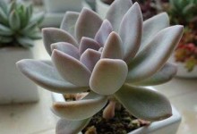 黄金洛石繁殖指南（了解黄金洛石繁殖的关键技巧与方法）