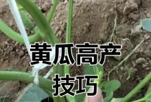 黄瓜种子的种植方法（从种子到蔬菜，掌握黄瓜种植的技巧）