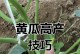 黄瓜种子的种植方法（从种子到蔬菜，掌握黄瓜种植的技巧）
