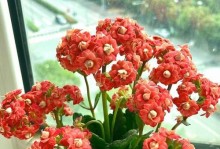 过新年必买的好花（装点新年气氛的必备佳品，送礼自用两相宜）