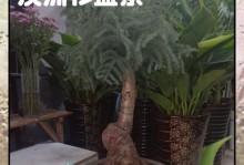 以澳洲彬盆景怎么养（培育美丽的澳洲彬盆景，从这些关键要点开始）