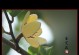 含笑花耐寒温度的研究（探究含笑花生长和生存的极限条件）