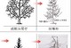 盆栽苹果树修枝技巧（打造健康苹果树，享受丰收乐趣）