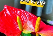 红掌叶子黑斑的成因与治理方法（揭秘红掌叶子黑斑的成因，提供科学有效的治理方法）