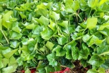 爬山虎的繁植与养护（打造绿意盎然的家居环境）