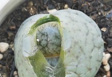 生石花开花时间与养护方法（探秘生石花开花周期，分享科学养护技巧）