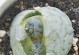 生石花开花时间与养护方法（探秘生石花开花周期，分享科学养护技巧）