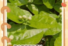 茉莉花叶变黄的原因及解决方法（茉莉花叶变黄的主要原因和有效解决办法）