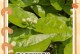 茉莉花叶变黄的原因及解决方法（茉莉花叶变黄的主要原因和有效解决办法）