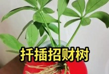 冬季发财树养殖方法与注意事项（寒冬里如何正确养护发财树，助您在冬季更加茁壮成长）