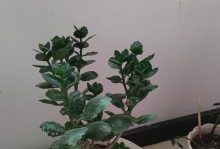 长寿花为什么不开花的原因（探究长寿花为何只长叶子不开花的原因）