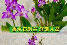 如何正确养护盆栽兰花（掌握兰花养护的关键方法，打造美丽花园）