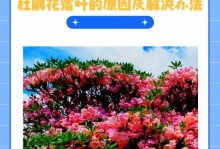 拯救干枯的杜鹃花叶子（保持湿润环境、养分补充、适宜温度和其他护理方法）