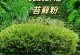 如何有效去除花盆里的青苔（简单方法让花盆重现清新）