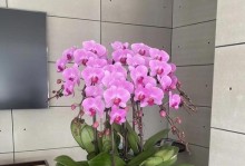 如何养护开花后的蝴蝶兰（蝴蝶兰的开花技巧与养护方法）