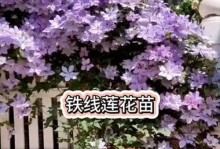 盆景养护之道（打造美丽的小世界，享受盆景养护乐趣）