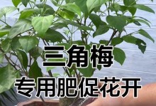 三角梅怎样让它开花？（探索三角梅开花的关键因素及技巧）